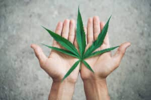 Hand holding marijuana leaf